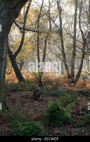 Nassen Wald. Eiche (Quercus Robur, links, und jüngere Downy Birken (Betula Pubescens) rechts. Boden-Decke von Farnen (Dypterus sp.) Stockfoto