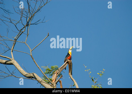 Red-breasted Toucan (Tucano de Bico Verde) (Ramphastos Dicolorus) thront auf einem Ast eines kahlen Baumes Mata Atlantica Wald. Stockfoto