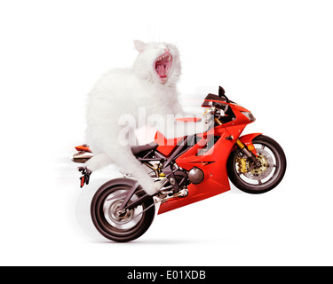 Führerschein erhältlich unter MaximImages.com - humorvolles Konzept einer weißen Katze, die einen Wheelie auf einem roten Sportmotorrad fährt, isoliert auf weißem Hintergrund Stockfoto