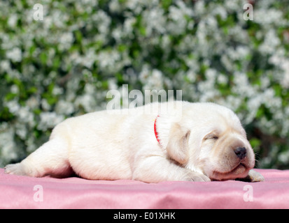 Neugeborenes glücklich gelbe Labrador-Welpe im Frühjahr Stockfoto
