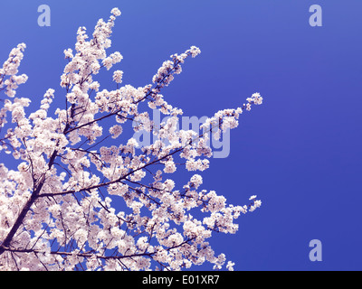 Kirschblüte auf blauen Himmelshintergrund. Japanische Kirsche Äste blühen. Stockfoto