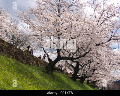 Menschen Sie genießen Anblick der blühenden Kirschbäume Baum in Kyoto, Japan Stockfoto