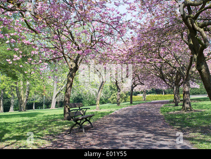 Eine Allee von Bäumen blühende Kirschbäume im April, Saltwell Park Gateshead Nord-Ost England UK Stockfoto