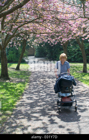 Lächelnde Großmutter drücken Enkelkind in Buggy unter blühenden Kirschbäumen Saltwell Park Gateshead North East England Großbritannien Stockfoto