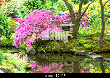 japanischer Garten im Park Clingendael in den Haag, Niederlande Stockfoto