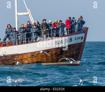 Orca Wale in der Nähe von Whale Watching Tour Boot, breidafjördur, Island Stockfoto