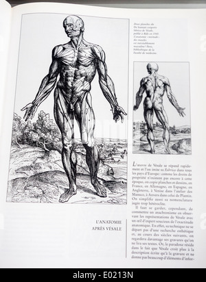 Buchen Sie mit detaillierten Illustrationen auf menschliche Anatomie, De Humani Corporis Fabrica durch belgische Anatom Andreas Vesalius Stockfoto