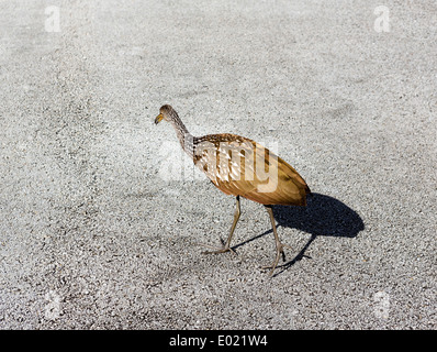 Ein Limpkin (Aramus Guarauna) überquert die Shark Valley Loop Road, Everglades National Park, Süd-Florida, USA Stockfoto