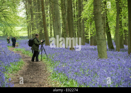 Weibliche Fotografen fotografieren Glockenblumen in einem englischen Holz Stockfoto