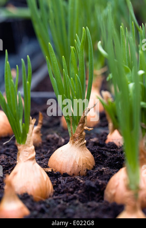 Alliums. Zwiebeln in modularen Schalen bereit für Auspflanzen im Frühjahr gesät. Stockfoto