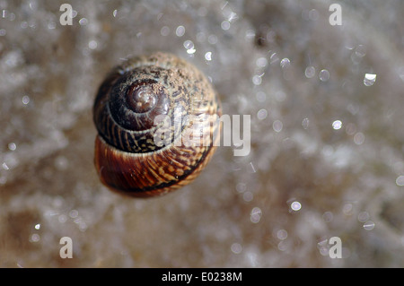 Nahaufnahme einer Spirale und geschweifte Schale Textur auf Hintergrund weichzeichnen Stockfoto