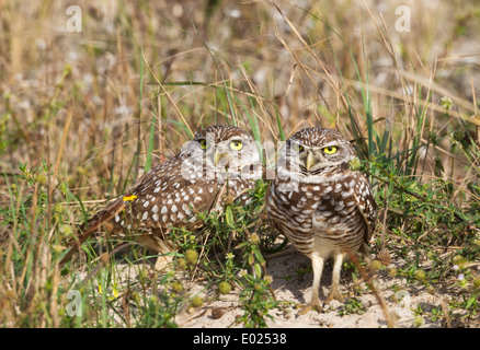 Ein paar Burrowing Owls auf dem Boden in der Nähe ihrer Burrow, Florida, USA Stockfoto