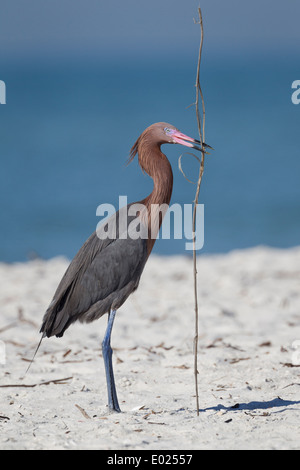 Eine rötliche Silberreiher mit einem Stock an einem Strand in Florida USA Stockfoto