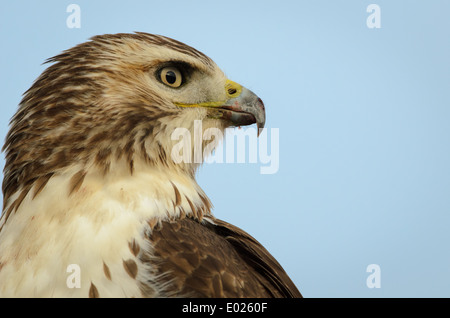 Porträt einer juvenilen rot - angebundener Falke, Buteo Jamaicensis. Stockfoto