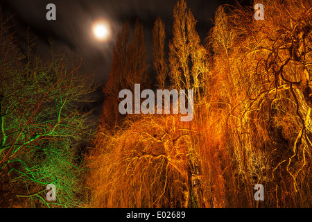 Trübe Mondaufgang über Weiden und Pappeln Bäume in Buitchart Gärten in der Nacht an Weihnachten-Victoria, British Columbia, Kanada. Stockfoto