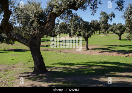 Torrejon el Rubio, Cáceres, Extremadura, Spanien, Europa Stockfoto