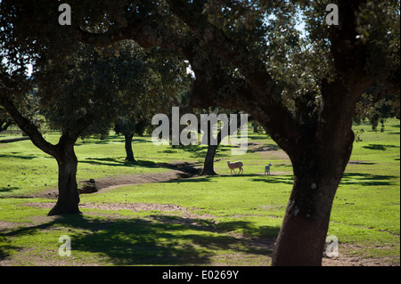 Torrejon el Rubio, Cáceres, Extremadura, Spanien, Europa Stockfoto