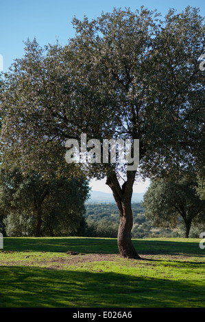 Torrejon el Rubio, Cáceres, Extremadura, Spanien, Europa Stockfoto