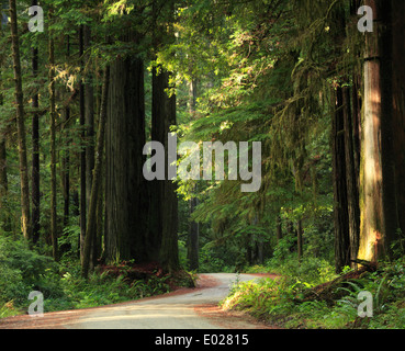 Foto von Jedediah Smith Redwoods State Park, Kalifornien Stockfoto