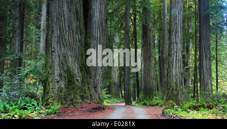 Foto von Jedediah Smith Redwoods State Park, Kalifornien Stockfoto