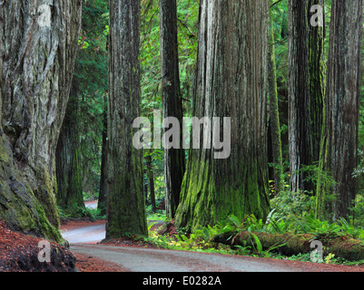 Foto von Jedediah Smith Redwoods State Park, Kalifornien Stockfoto