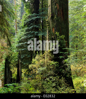 Jedediah Smith Redwood State Park, Kalifornien Stockfoto