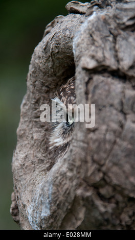 Das Auge der Steinkauz als es späht aus einem Loch in einem Baum Stockfoto