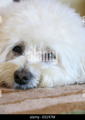 Schließen Sie oben, Havaneser Rasse Hund, USA Stockfoto