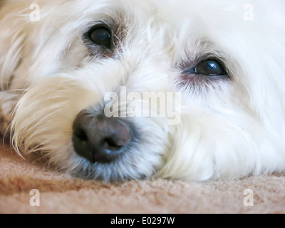 Schließen Sie oben, Havaneser Rasse Hund, USA Stockfoto