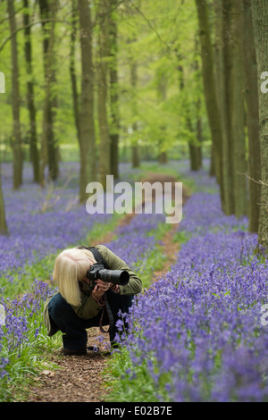 Weibliche Fotografen fotografieren Glockenblumen in einem englischen Holz Stockfoto