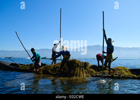 Intha Dorfbewohner des Inle Sees sammeln von Unkraut aus dem Boden des Sees. Stockfoto