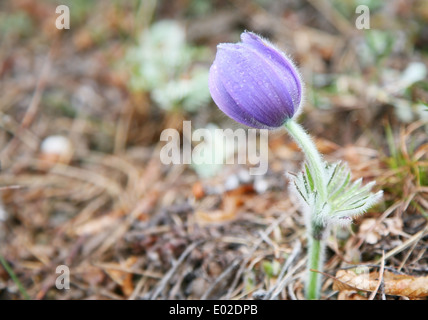 Pulsatilla auf einem Natur-Hintergrund. Stockfoto