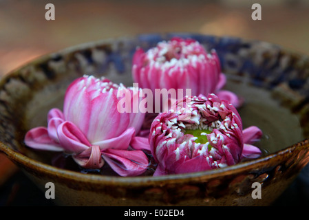 Pink Lotus Blüten in eine Schüssel mit Wasser Stockfoto