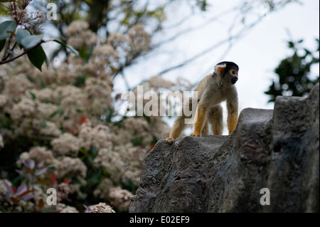 Schwarz-capped Totenkopfaffen genießt Hause im natürlichen Lebensraum Wald Gehäuse im Londoner Zoo. Stockfoto