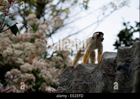 Schwarz-capped Totenkopfaffen genießt Hause im natürlichen Lebensraum Wald Gehäuse im Londoner Zoo. Stockfoto