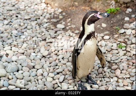 Pinguin steht auf den Kieseln und sieht sich um auf Pinguin Strand im Londoner Zoo. Stockfoto