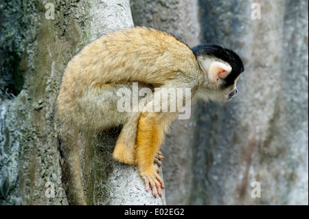 Schwarz-capped Totenkopfaffen genießt Hause im natürlichen Lebensraum Wald Gehäuse im Londoner Zoo. Stockfoto