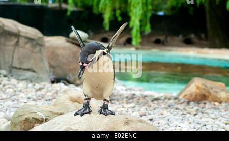 Pinguin bereitet auf Pinguin Strand im Londoner Zoo aus dem Felsen springen. Stockfoto