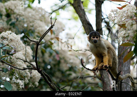 Schwarz-capped Totenkopfaffen genießt Hause im natürlichen Lebensraum Wald Gehäuse im Londoner Zoo. Stockfoto