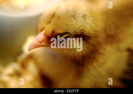 Neue Frühjahr geschlüpften Küken Nahaufnahme Makro Bild geschlossen Augen im Fokus. Weißen Pfosten Farm Nottinghamshire England UK Stockfoto