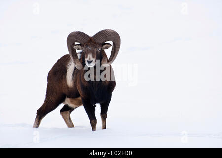 Mufflon (Ovis Ammon Musimon) im Winter, Österreich Stockfoto