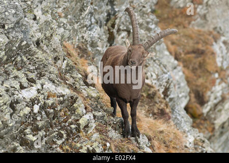 Alpensteinbock (Capra Ibex) stehend auf einem Berghang, Tirol, Österreich Stockfoto