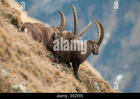 Alpine Steinböcke (Capra Ibex) stehend auf einem Berghang, Tirol, Österreich Stockfoto