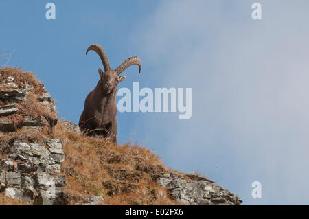 Alpensteinbock (Capra Ibex) stehend auf einem Berghang, Tirol, Österreich Stockfoto