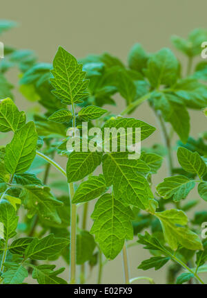 Junge Tomatenpflanzen (Lycopersicon Esculentum) Stockfoto