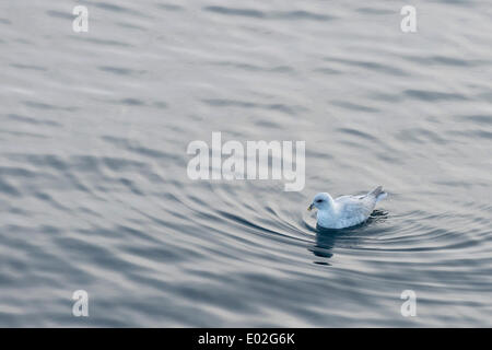 Nördlichen Fulmar (Fulmarus Cyclopoida) im Meer, Nordaustlandet, Spitzbergen, Svalbard und Jan Mayen, Norwegen Stockfoto