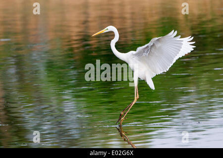 Silberreiher (Ardea Alba), Landung auf Wasser, Nordhessen, Hessen, Deutschland Stockfoto