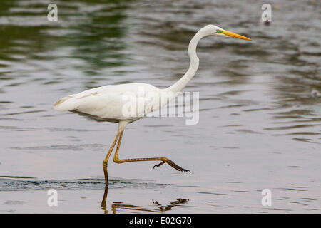 Silberreiher (Ardea Alba), waten im Wasser, Nordhessen, Hessen, Deutschland Stockfoto