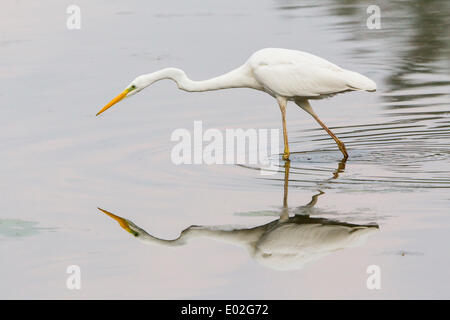 Silberreiher (Ardea Alba), Angeln, Nordhessen, Hessen, Deutschland Stockfoto