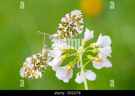 Zwei Orange Tipp Schmetterlinge (Anthocharis Cardamines), Männchen, auf einem Cuckooflower oder Kuckuck Blume (Cardamine Pratensis) Stockfoto